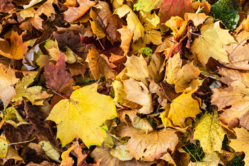 Blick auf herbstlich gef&auml;rbte Bl&auml;tter in der Hansestadt Rostock