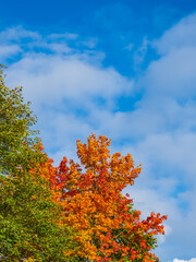 Blick auf herbstlich gefärbte Bäume in der Hansestadt Rostock