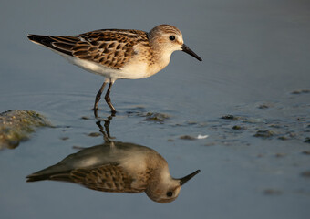 Obraz premium Cloesup of a Sanderling at Asker marsh with reflection on water, Bahrain