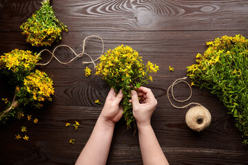 Hands holding a bunch of herbs - Hypericum perforatum or St johns wort herb harvesting