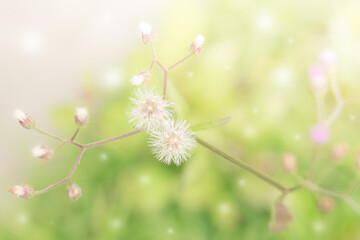 blurred nature background with grass flowers on summer background