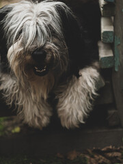 Polish Lowland Sheepdog sitting on wooden bench and showing pink tongue. Selective focus on a nose. Portrait of cute big black and white fluffy long wool thick-coated dog. Funny pet animals background