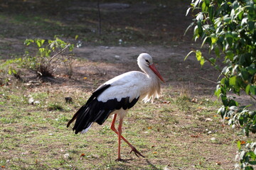 stork in the zoo in the sun