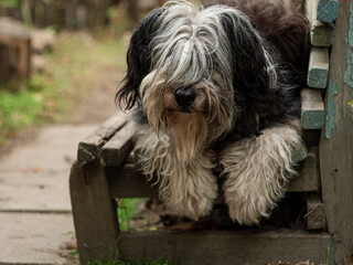 Polish Lowland Sheepdog sitting on wooden bench and showing pink tongue. Selective focus on a nose. Portrait of cute big black and white fluffy long wool thick-coated dog. Funny pet animals background