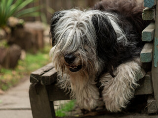 Polish Lowland Sheepdog sitting on wooden bench and showing pink tongue. Selective focus on a nose. Portrait of cute big black and white fluffy long wool thick-coated dog. Funny pet animals background