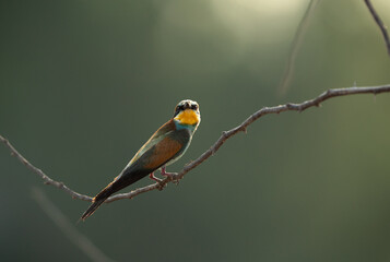 European bee-eater perched on a tree, Bahrain. A backlit image.