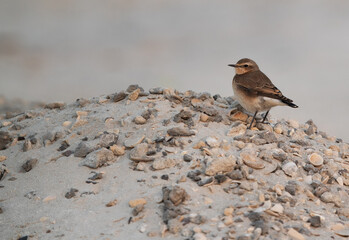 Pied wheatear on the gravels and sand at Busaiteen coast of  Bahrain