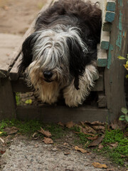 Polish Lowland Sheepdog sitting on wooden bench and showing pink tongue. Selective focus on a nose. Portrait of cute big black and white fluffy long wool thick-coated dog. Funny pet animals background