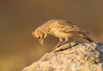 Closeup of a Crested Lark at Asker marsh, bahrain