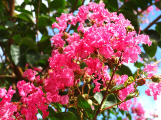 サルスベリの花