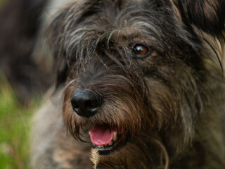 Naklejka premium A dog sitting on green grass outdoor selective focus. Care for long fur animals. Pets love, caring, puppies adoption concept. Lonely dogon a walk. Street homeless mongrel shelter.