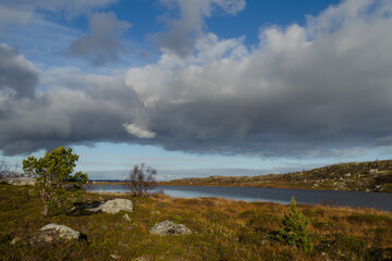 Tundra in autumn.  Pine on the lake.