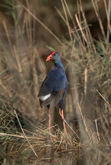 Obraz premium Grey-headed Swamphen in its habitat at Asker Marsh, Bahrain