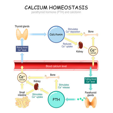 Calcium metabolism