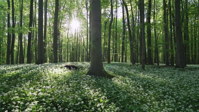 White ramson flowers, Hainich National Park, Thuringia, Germany