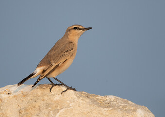 Closeup of a Isabelline Wheatear at Busaiteen coast of Bahrain