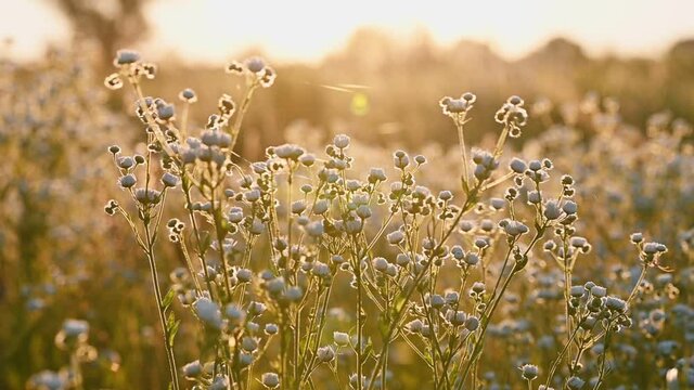 Daisy fleabane sunrise slow motion