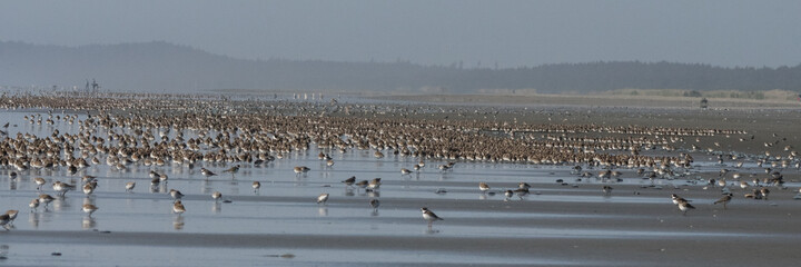 Fototapeta na wymiar Spring Migration - Large flock of shorebirds along the Washington Coast.