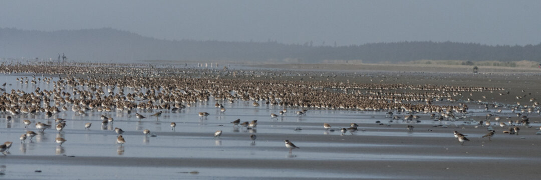 Spring Migration - Large flock of shorebirds along the Washington Coast. - Powered by Adobe