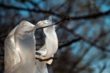 White plastic bag thrown and hung on a tree branch. Someone threw the bag and polluted the...