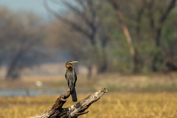 Oriental darter or Indian darter perched on branch in natural green background and scenic landscape at keoladeo national park or bharatpur bird sanctuary rajasthan india - anhinga melanogaster