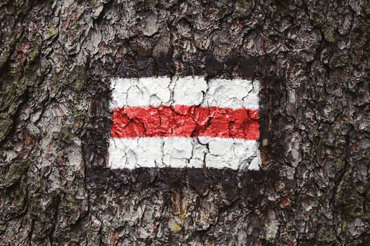Walking trail background. Red forest path. Brown tree trunk. Guide sign made with paint. Symbol points right way to go. Forest navigating map. Bieszczady National Park in Poland. Red hiking trail.