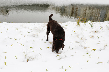 Brown labrador retriver having fun outdoor eating snow
