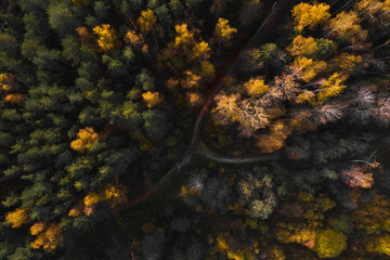 aerial photography of the forest