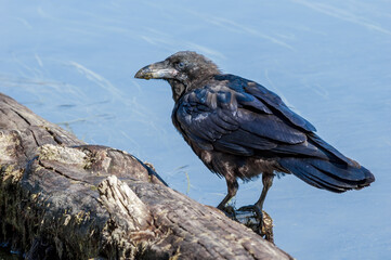 Molting Raven (Corvus corax) in Yellowstone National Park, USA