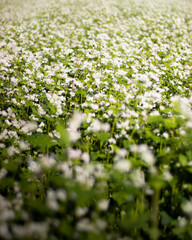 field of flowers