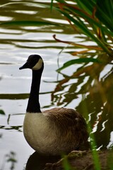 Canada goose on the water in Coventry, England, UK