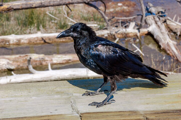 Fototapeta premium Molting Raven (Corvus corax) in Yellowstone National Park, USA