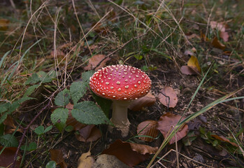 Red fly mushroom in the autumn woods.