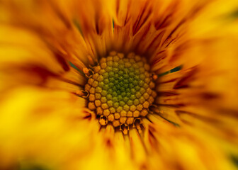 Orange chrysanthemum macrophotography. Full frame top view of a bright colorful chrysanthemum. Abstract floral autumn background. Soft selective focus. Blurred petals and a sharp middle with stamens.