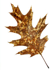 Brown Oak Leaf - Brown Oak Leaf in the Autumn