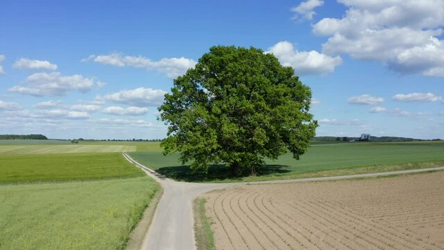 Single tree at fields, Haller Ebene, Baden-Wuerttemberg, Germany