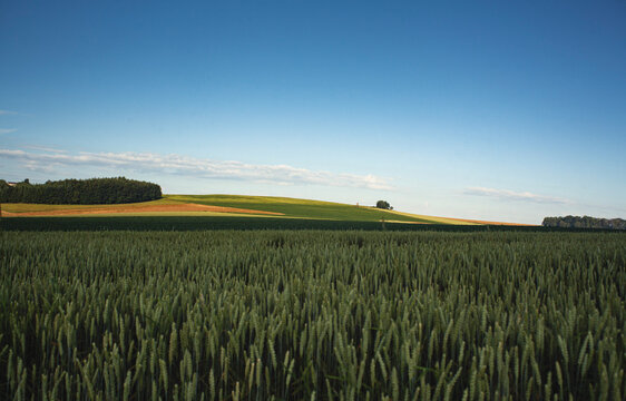 campos de trigos formando un paisaje maravilloso 