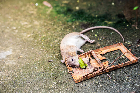 Rat caught in a rusted trap. Rat hungry. Food lures rats into a trap. Rat neck trap. On the cement road Green caramel. Dead rat.