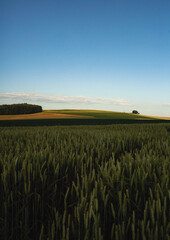 Fototapeta premium paisaje al amanecer de los campos de trigo