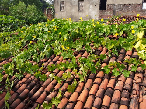 Sponge Gourd, Ridge Gourd, Snake Gourd, Turai, Tori, Turaiya, Gilki, Chikni, Galka, Dodka, Shiral 
But it was popularly known by the name(s) Sponge Gourd, Ridge Gourd, Snake Gourd in green leaves flow