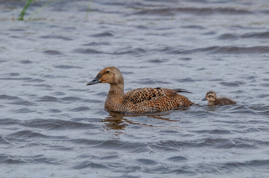 King Eider (Somateria spectabilis) female with duckling in Barents Sea coastal area, Russia