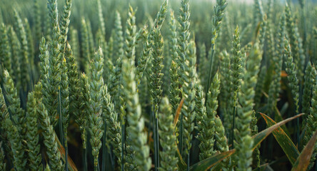 Campo de trigo saludable y verde 