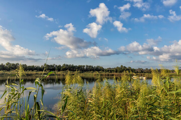 Fototapeta premium Reflection of white clouds in the water of the city pond with flowering reeds in the foreground. Landscape