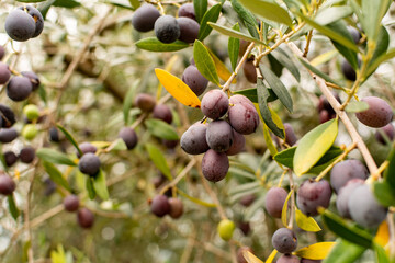 Fresh olives close-up photo. harvest season in Veneto, Italy. Olive oil agricultural field