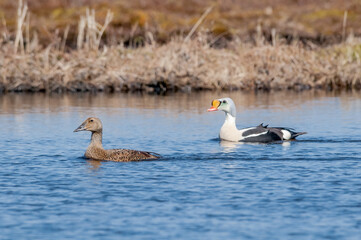 King Eider (Somateria spectabilis) in Barents Sea coastal area, Russia