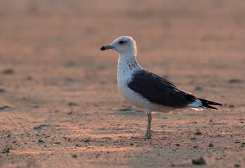 Portrait of a Lesser Black-backed Gull at Busaiteen coast of Bahrain