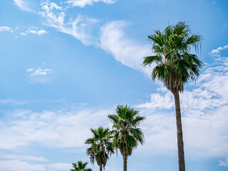 Fototapeta premium 【神奈川県 江ノ島】トロピカルな樹木と青空