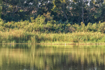 Reflection of autumn trees and reeds in the water of the city pond. Landscape