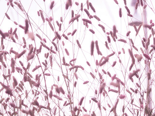 background of ears of wild plants. Nature background with wild flowers and plants.