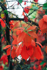 Pattern of red autumn leaves close up